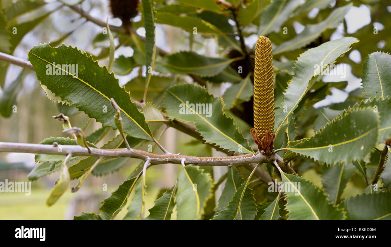 landscape view of Australian Banksia robur Swamp banksia with flower spike growing in bushland Stock Photo