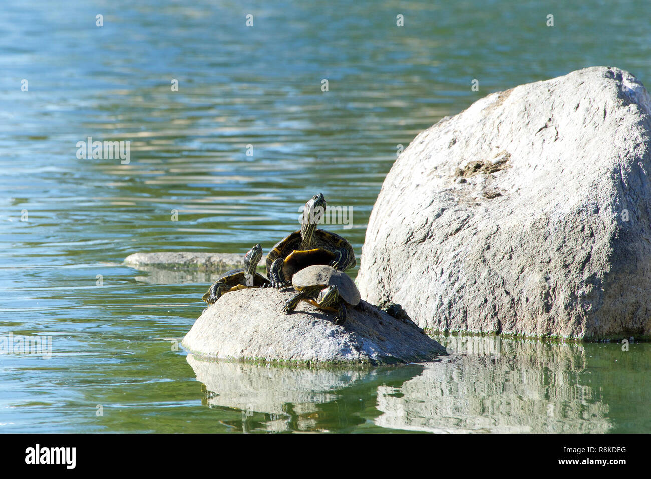 many Red Eared Slider Pond Turtle climbing on rocks in a pond and swimming. It is the most popular pet turtle in the United States and is also popular Stock Photo