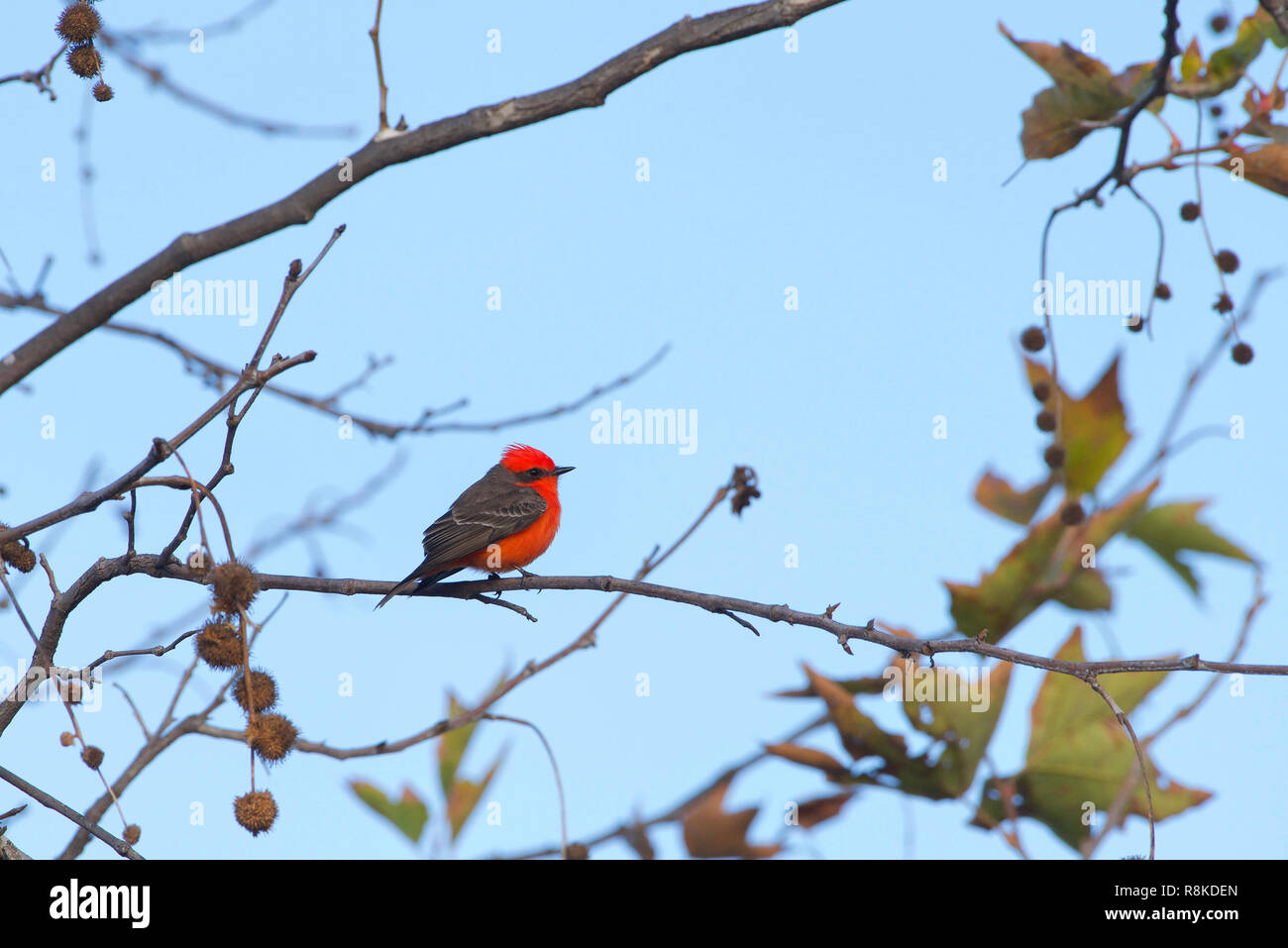 Vermilion fly catcher on a branch. It is a favorite with birders, but is not generally kept in aviculture, as the males tend to lose their vermilion c Stock Photo