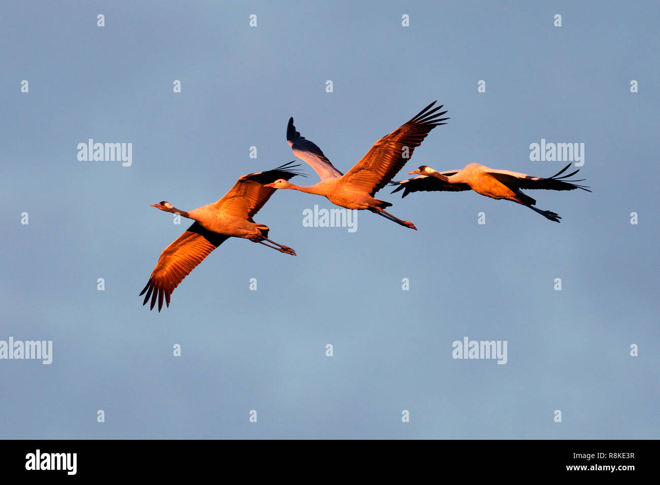common crane, (Grus grus), wildlife, Nationalpark Vorpommersche Boddenlandschaft, Mecklenburg-Vorpommern, Germany Stock Photo