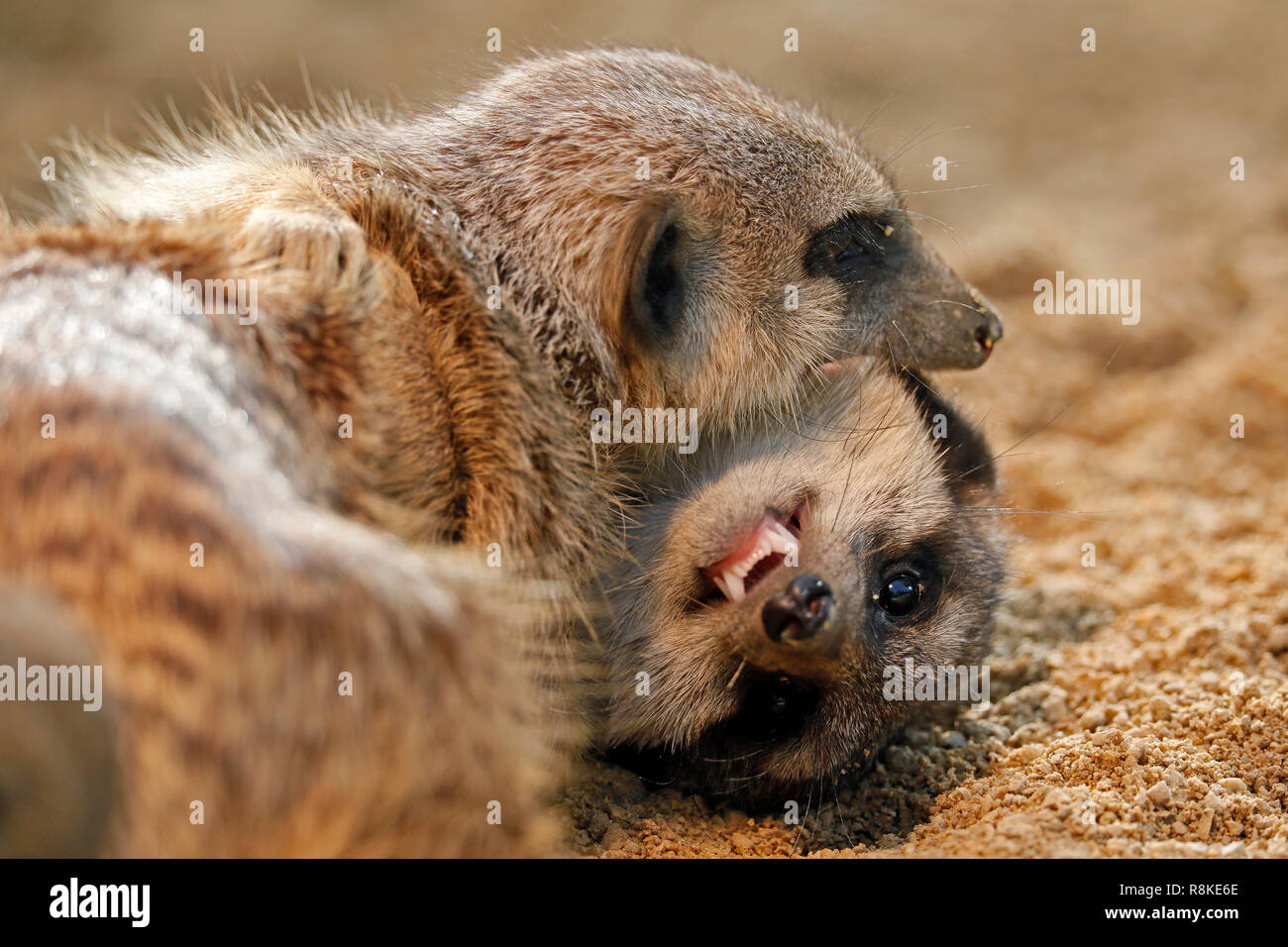 Meerkat (Suricata suricatta), young animals, captive Stock Photo