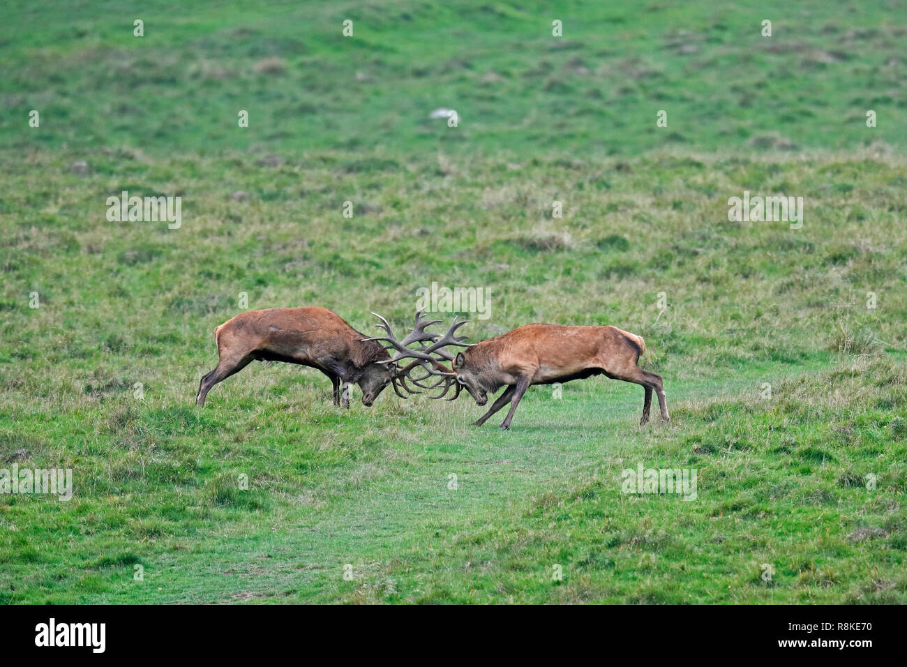 red deer, (Cervus elaphus), rutting season, captive Stock Photo