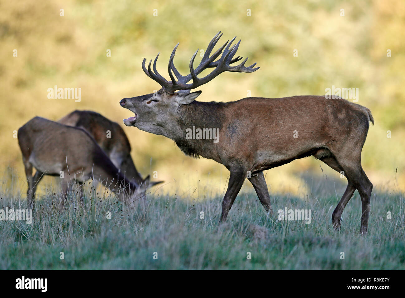 red deer, (Cervus elaphus), rutting season, captive Stock Photo