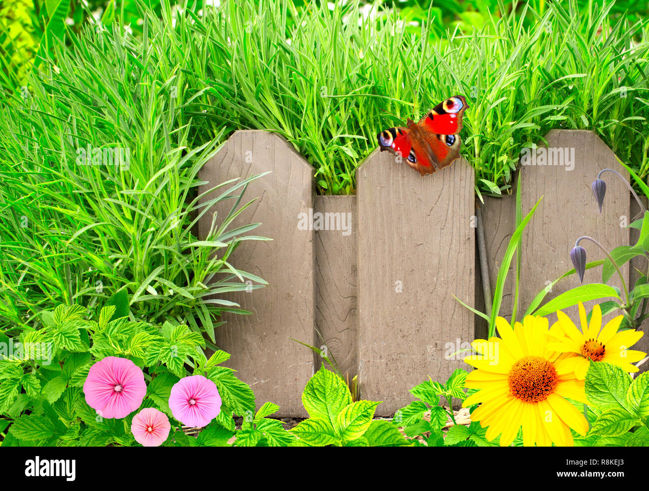 Summer background with old wooden fence, butterfly and green grass ...