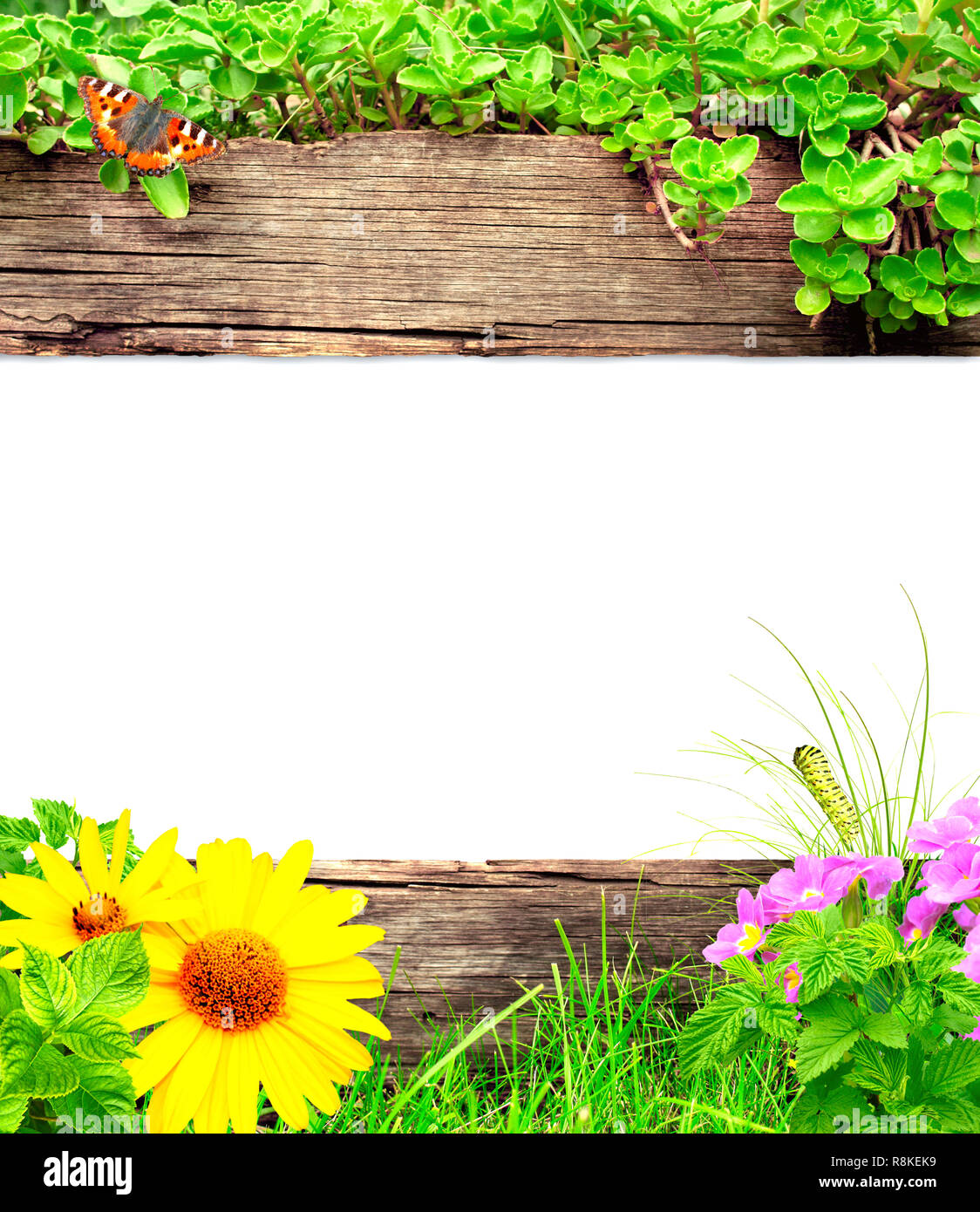 Summer background with old wooden plank, grass and green leaves Stock ...