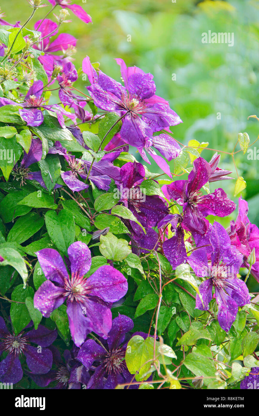 Beautiful flowers of clematis near house. Big bush of clematis growing in garden. Clematis climbing in garden near house. Beautiful purple clematis bl Stock Photo