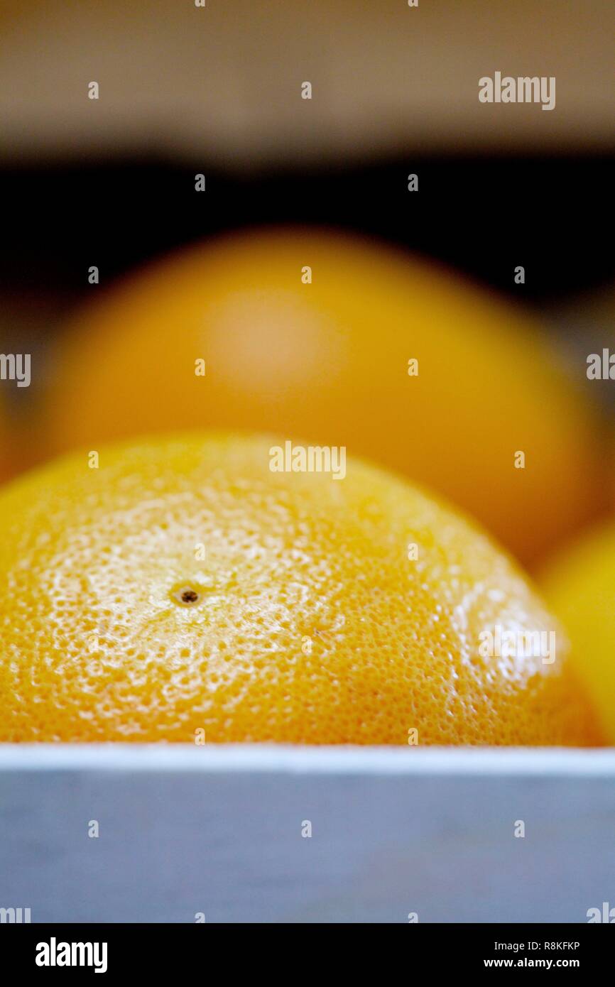 France, Haute Corse, Tallone, Corsican grapefruit sorting and storage