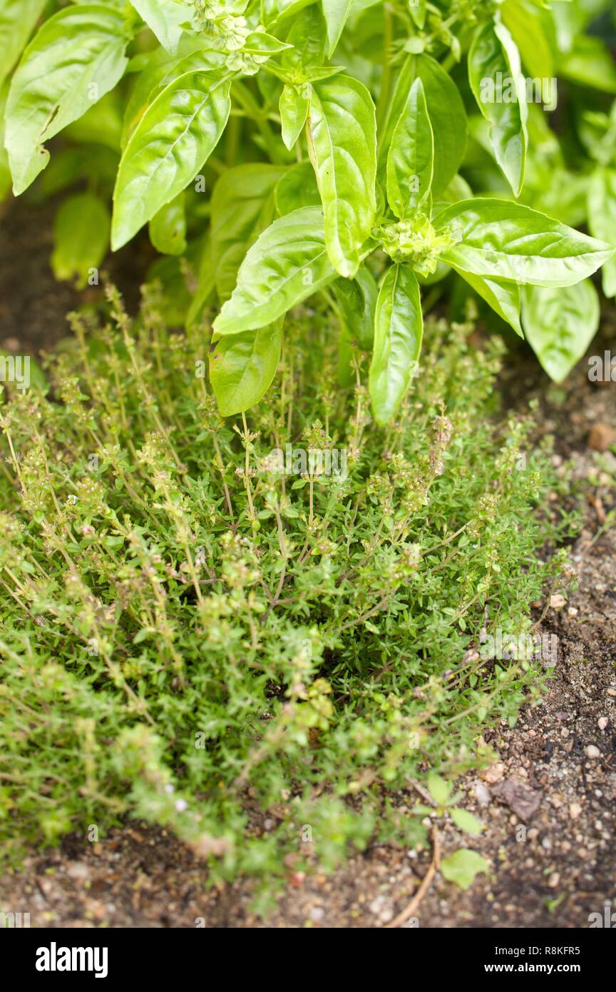 Organic vegetable garden, thyme and basil Stock Photo