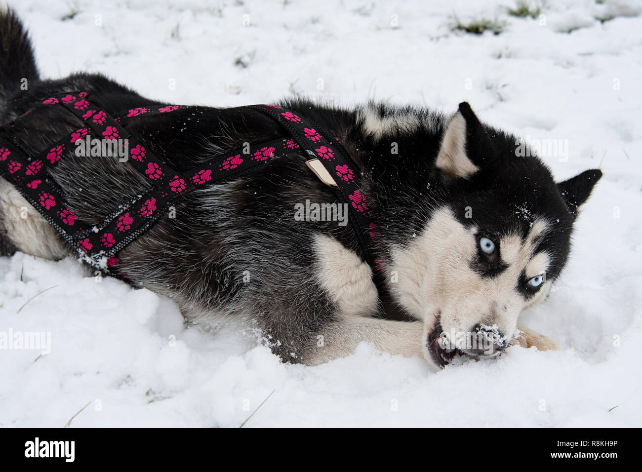 breed husky sled dogs in the winter. Northern husky dogs. riding on