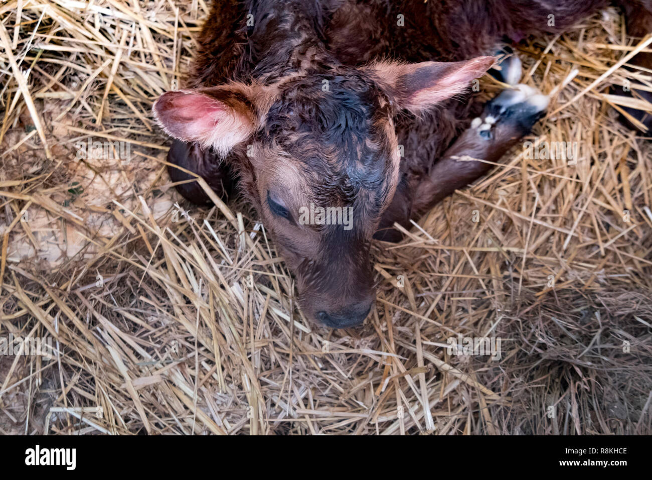 Cute young calf lies in the straw and looks alert Stock Photo - Alamy