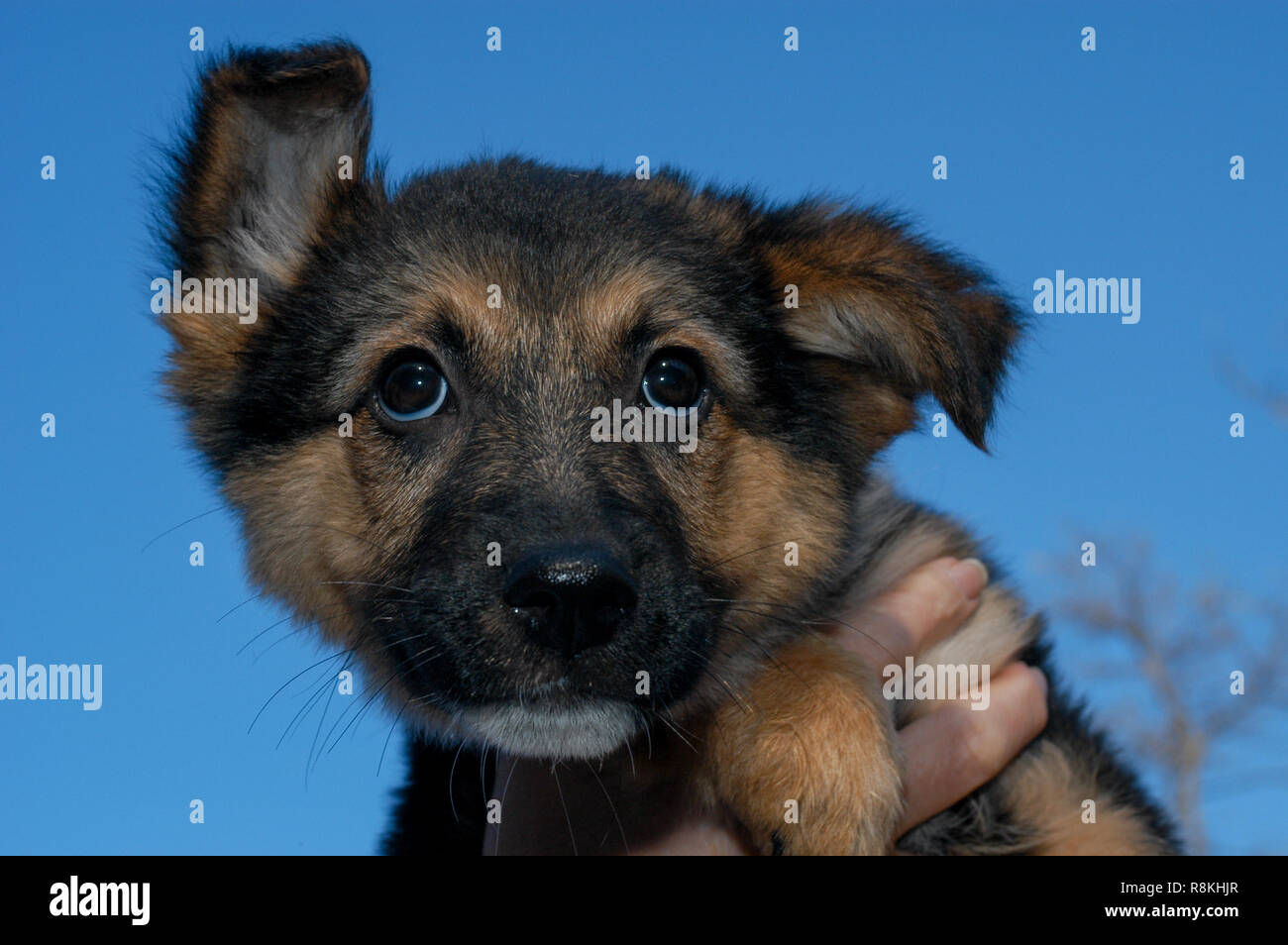 Dog at the animal shelter of Lugano on Switzerland Stock Photo - Alamy