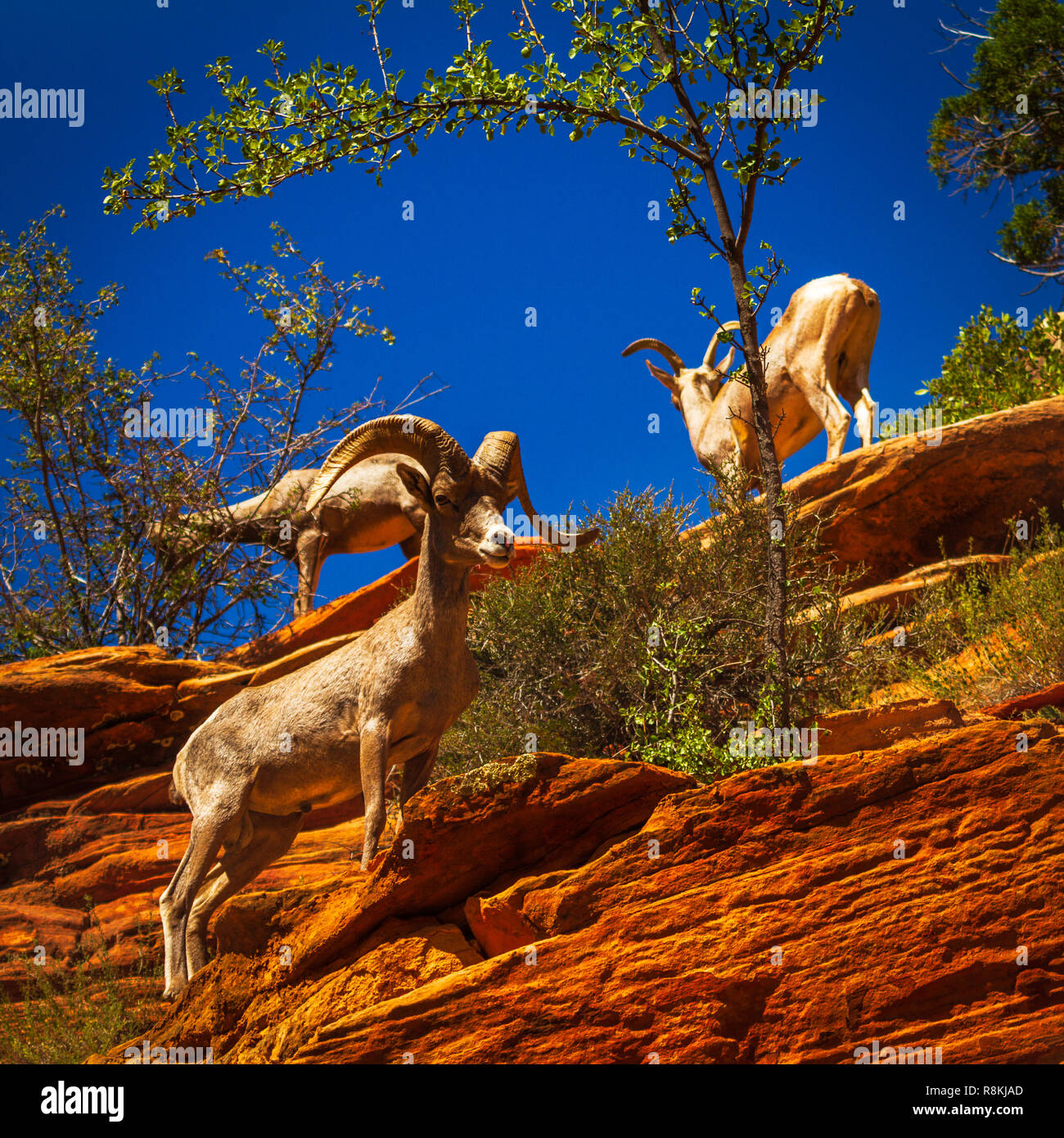 Zion Mountain Sheep Stock Photo Alamy