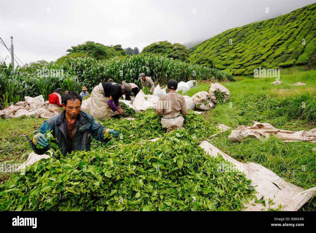 Malaysia, Perak, Cameron Highlands, Boh Tea Plantation, harvesting the ...