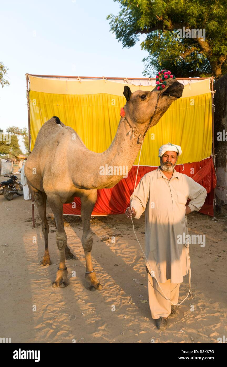 India, Rajasthan State, Nawalgarh, camel fair Stock Photo - Alamy