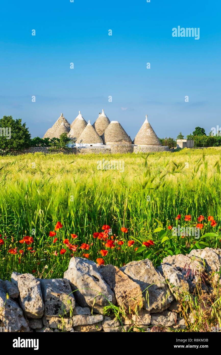 Italy, Apulia, Itria Valley, surroundings of Locorotondo, trulli are former dwellings made of dry stones with a conical roof covered with limestone lauzes Stock Photo