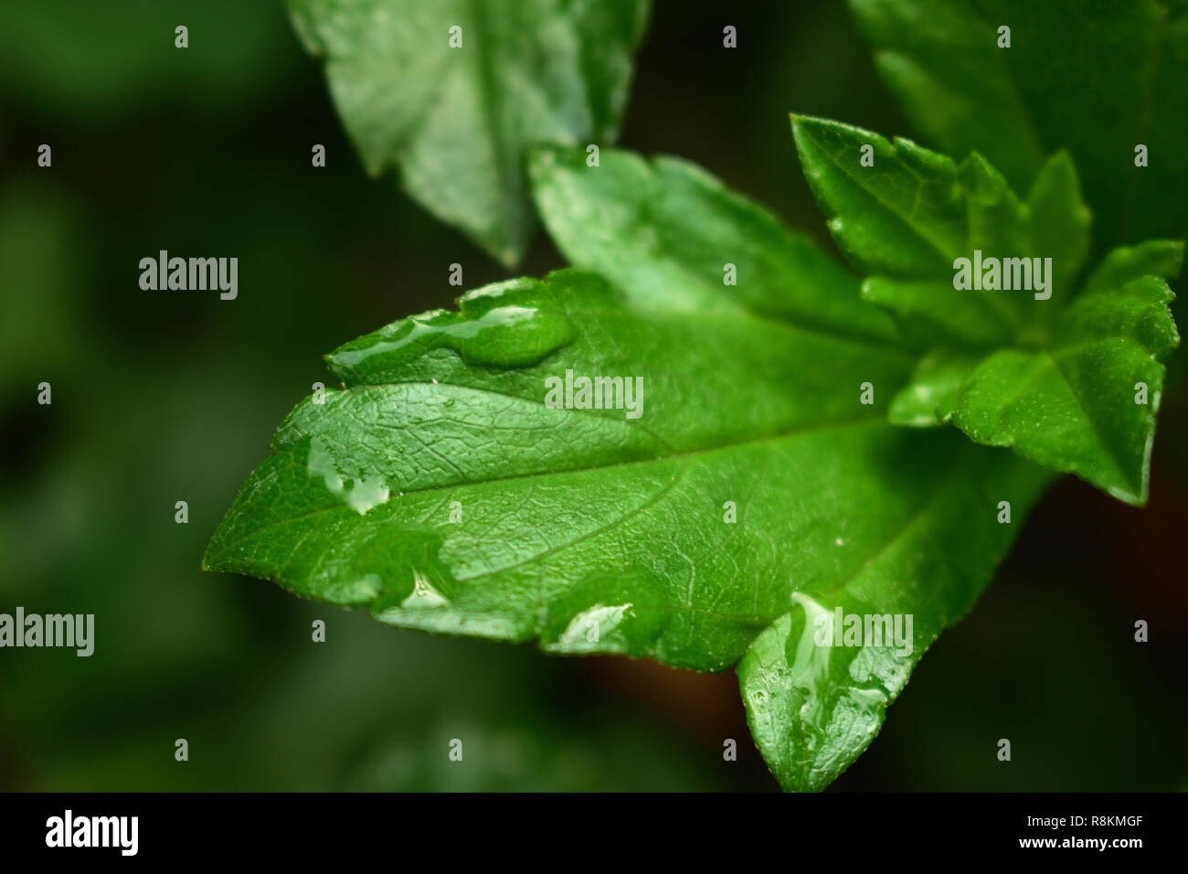 Beautiful morning dew drop on leaf Stock Photo