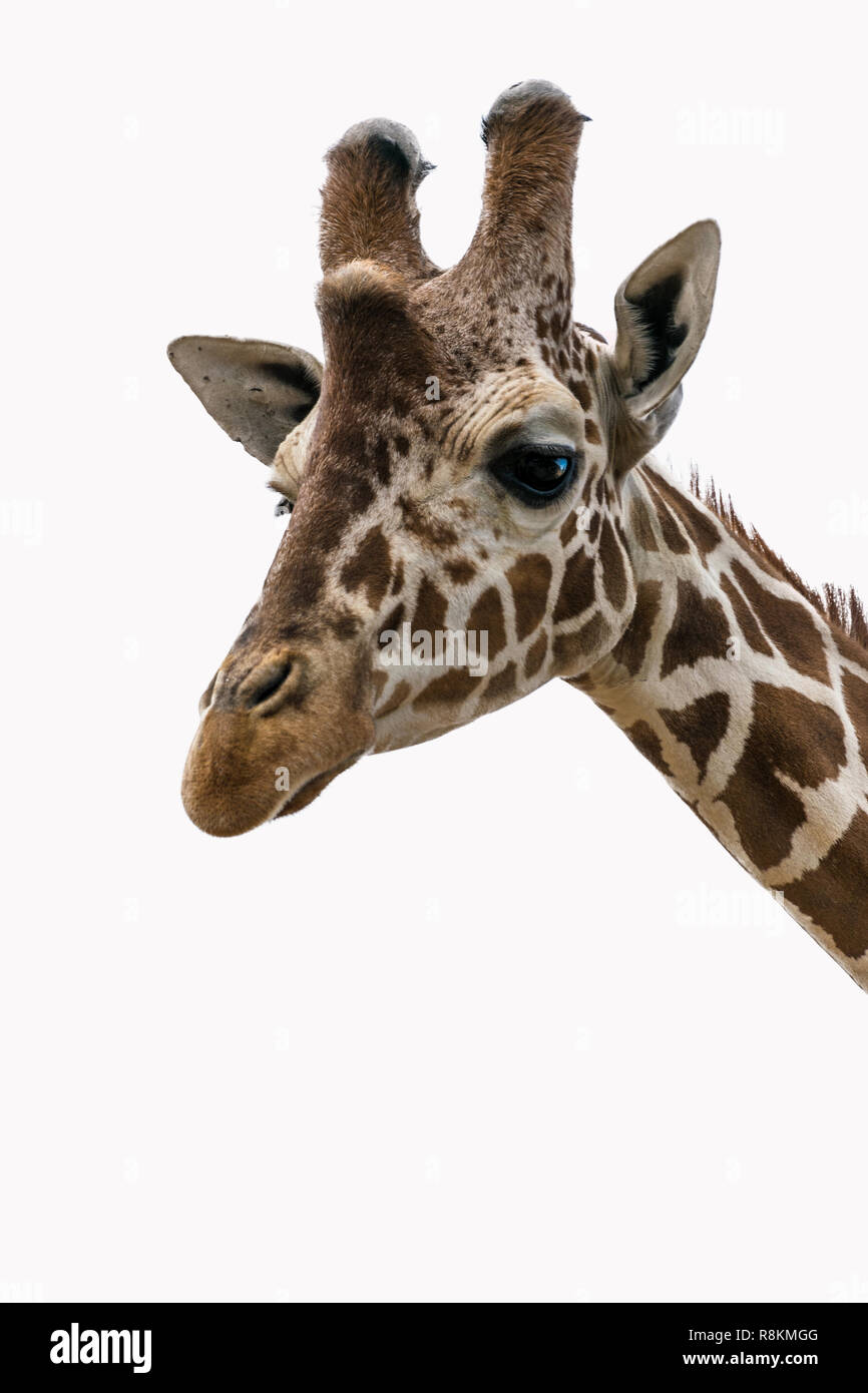 Giraffe portrait on a white background Stock Photo