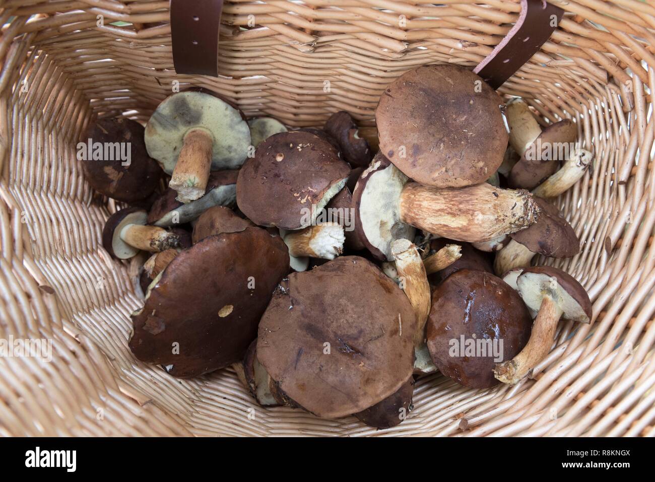 Czech Republic, South Bohemia, Trebon, mushroom picking, a local delicacy  Stock Photo - Alamy