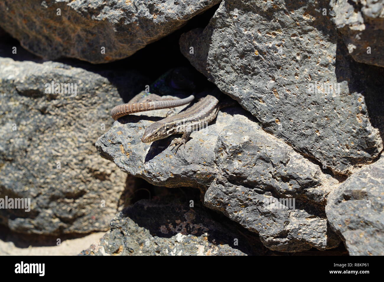 Gallotia caesaris, Small Canarian lizard basks on rocks Stock Photo