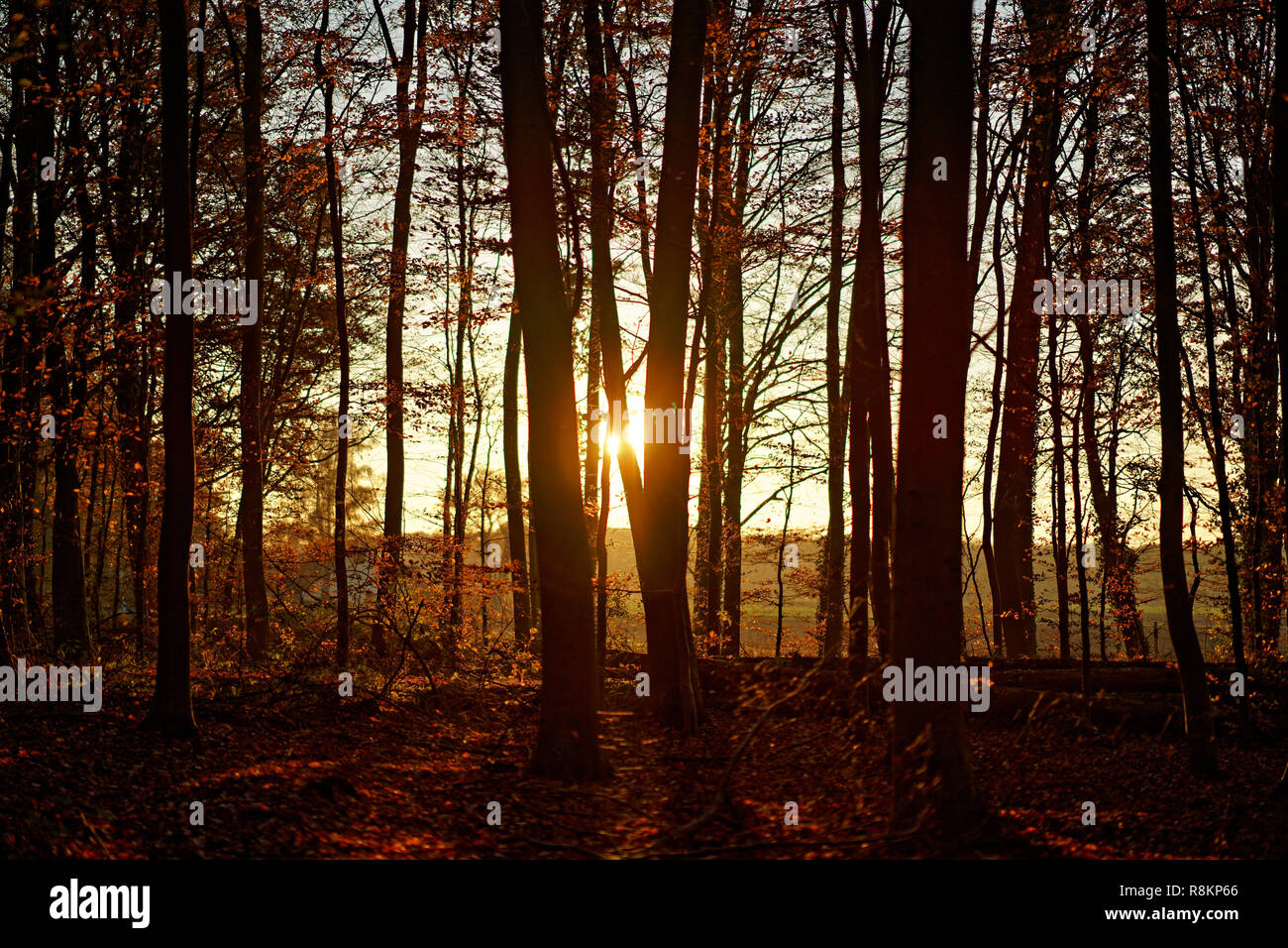Sunny magical forest in rays hi-res stock photography and images - Alamy