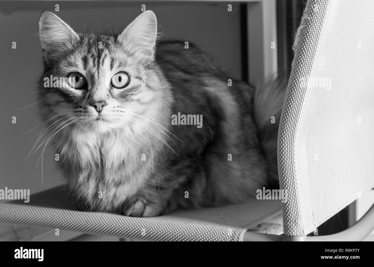Grey Pet Of Siberian Cat In Livestock Long Haired Kitten Stock