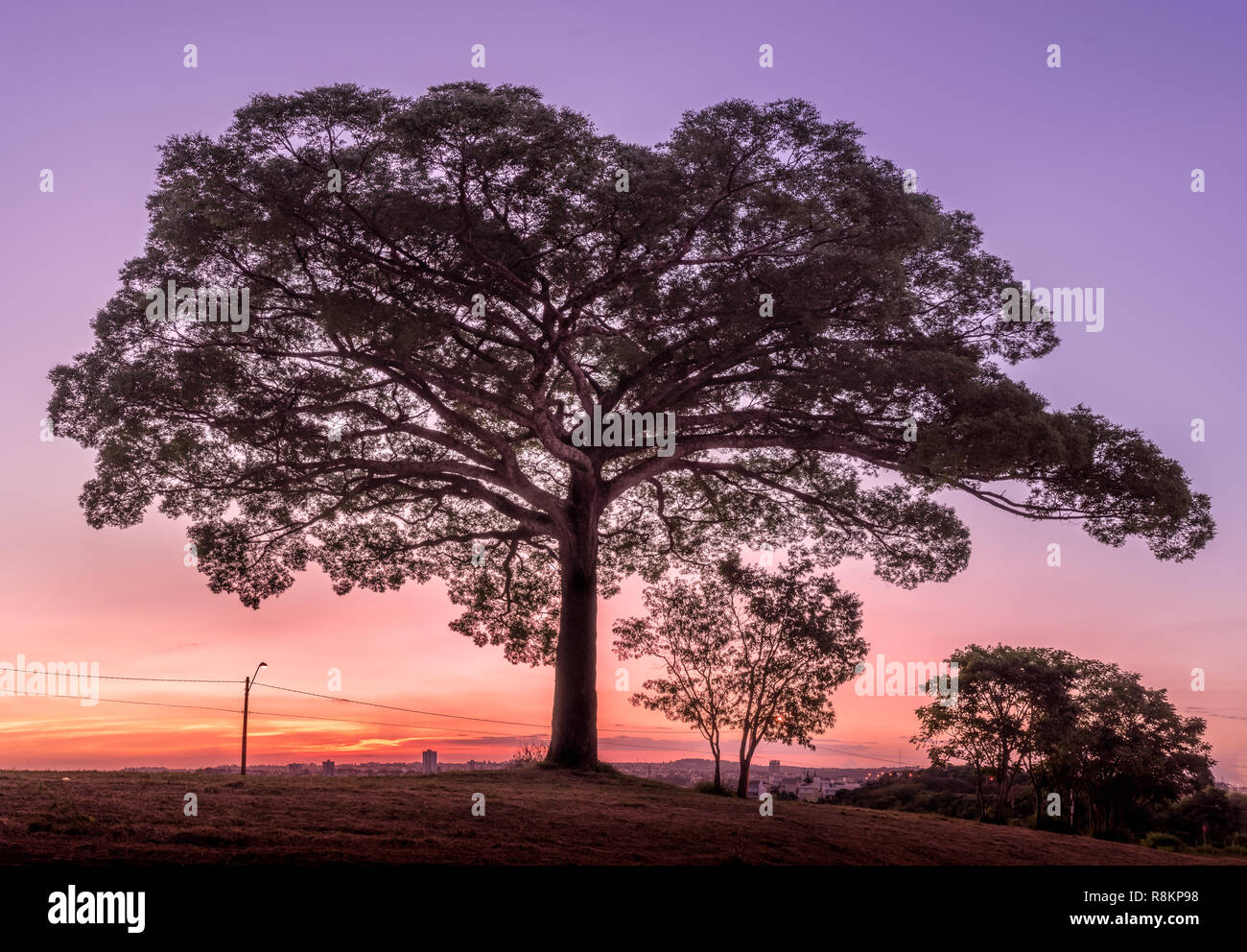 'Jequitibá' tree in Valinhos,SP/ Brazil against sunset sky. This tree is typical in the country and has 30 meters tall Stock Photo