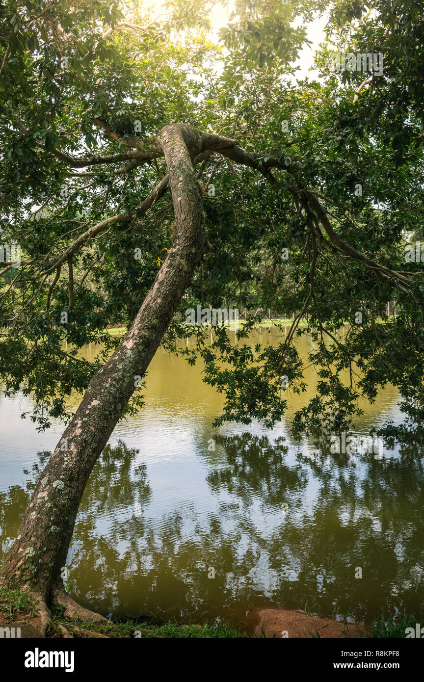 Tree by the lake bent into the water Stock Photo