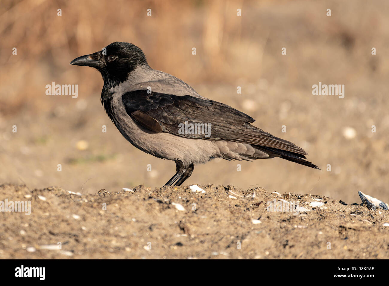 Hooded Crow Stands on Ground Stock Photo