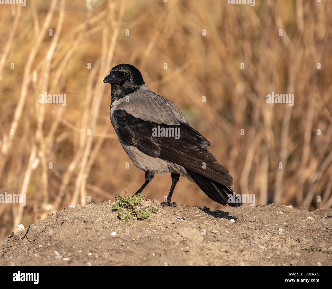 Hooded Crow Stands on Ground Stock Photo