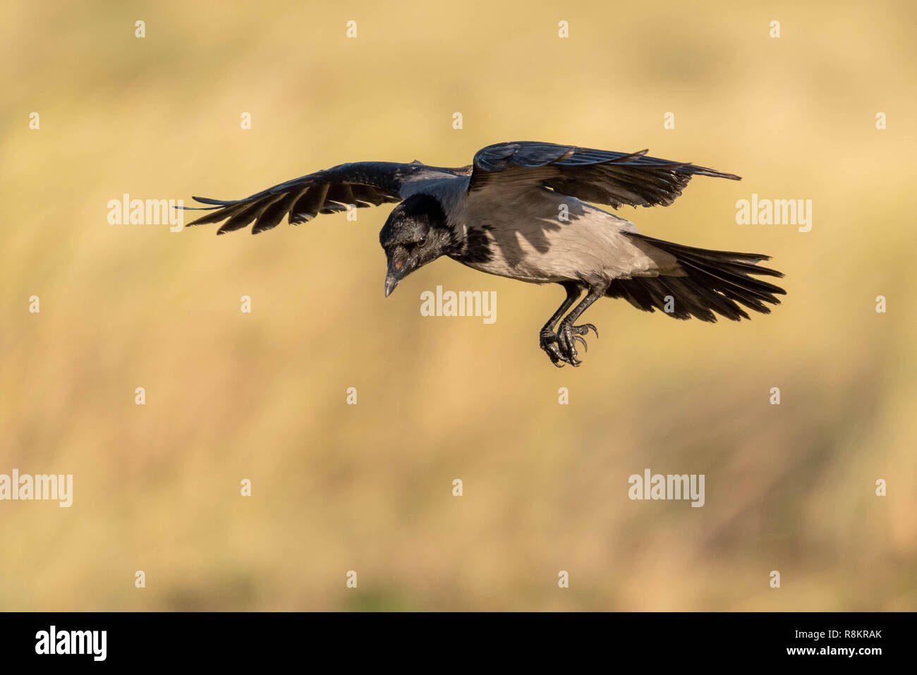 Hooded Crow Prepares to Land Stock Photo