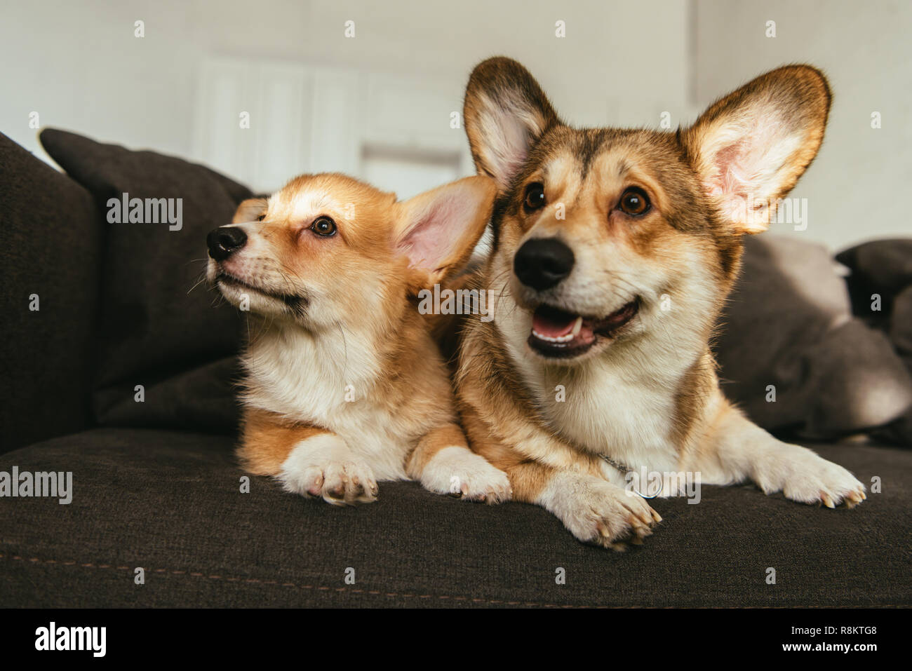 cute welsh corgi dogs sitting on sofa in living room at home Stock Photo