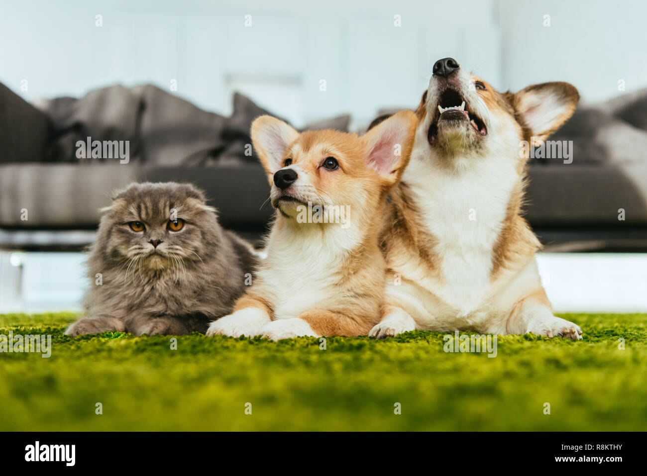 Cute Welsh Corgi Dogs And British Longhair Cat On Floor At