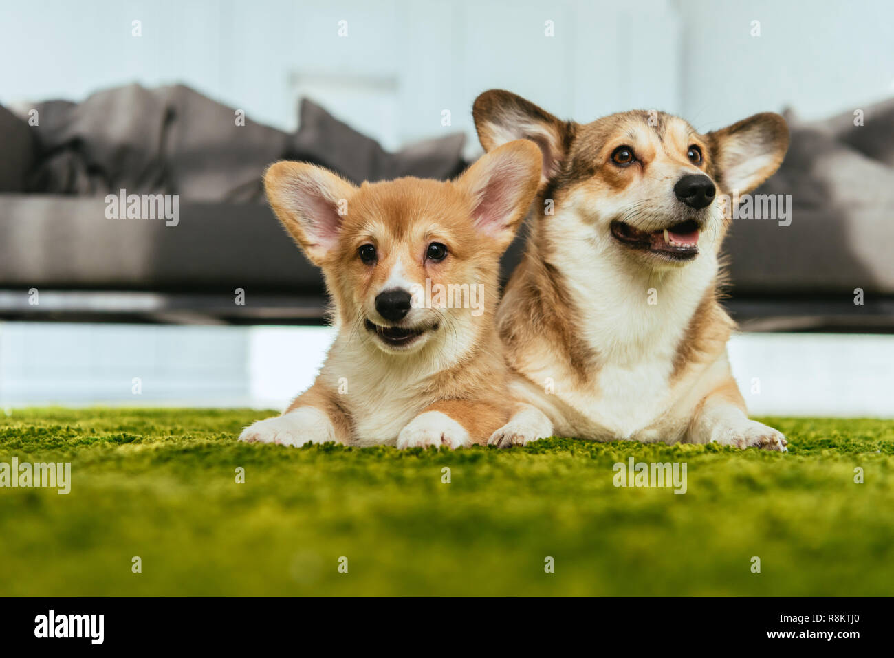 selective focus of two cute welsh corgi dogs laying on green lawn at home Stock Photo