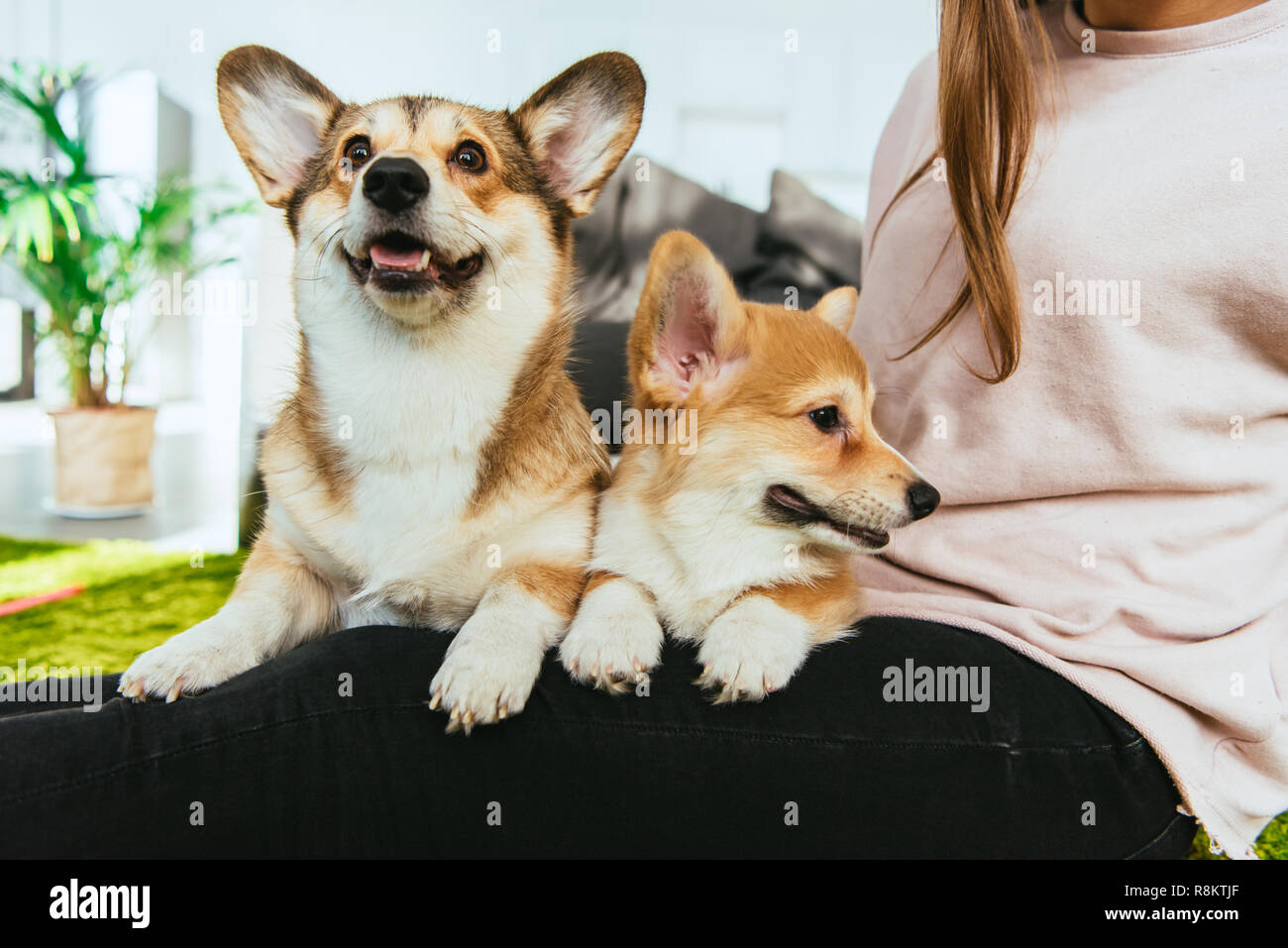Welsh corgi pembroke image hi-res stock photography and images - Alamy