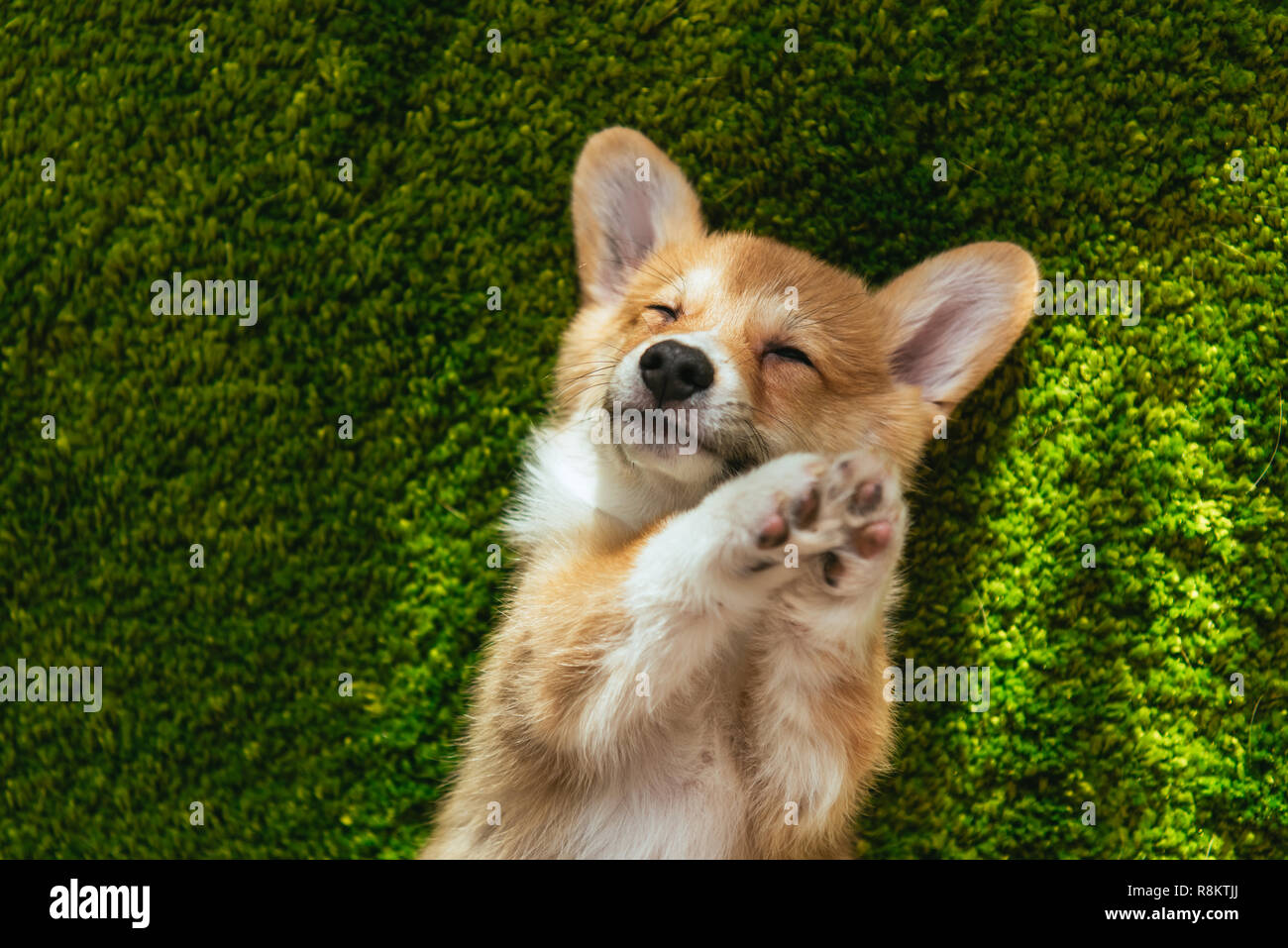 adorable welsh corgi pembroke on green lawn at home Stock Photo