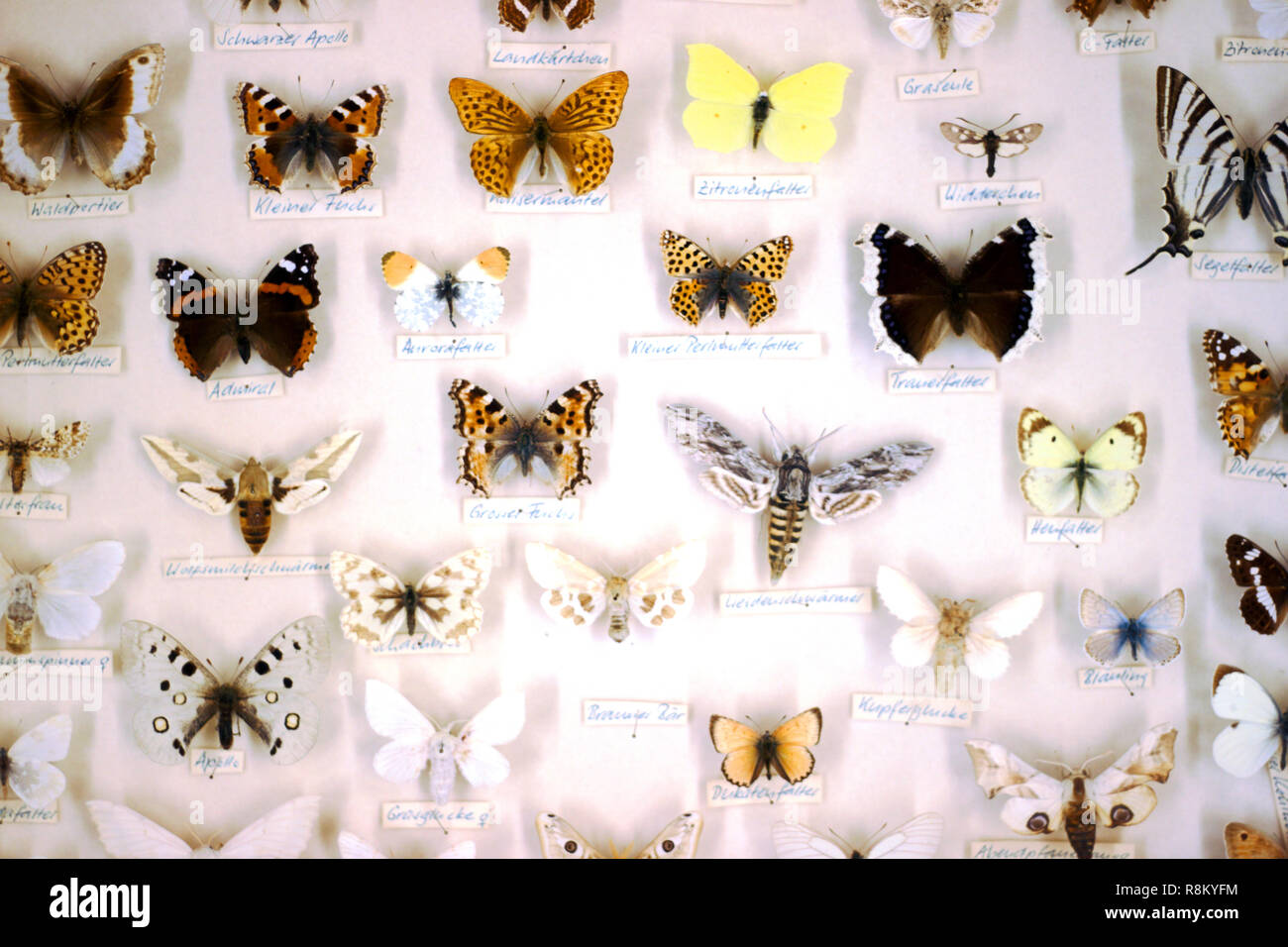 Collection of butterflies pinned in a box for educational purpose