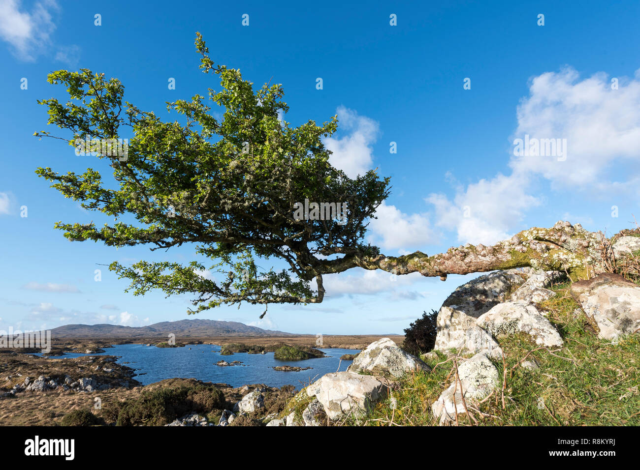 Ireland, County Galway, Connemara, tree, lake and bog, Errisbeg mountain in the background Stock Photo
