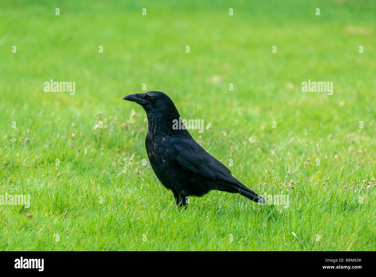 Big raven hi-res stock photography and images - Alamy