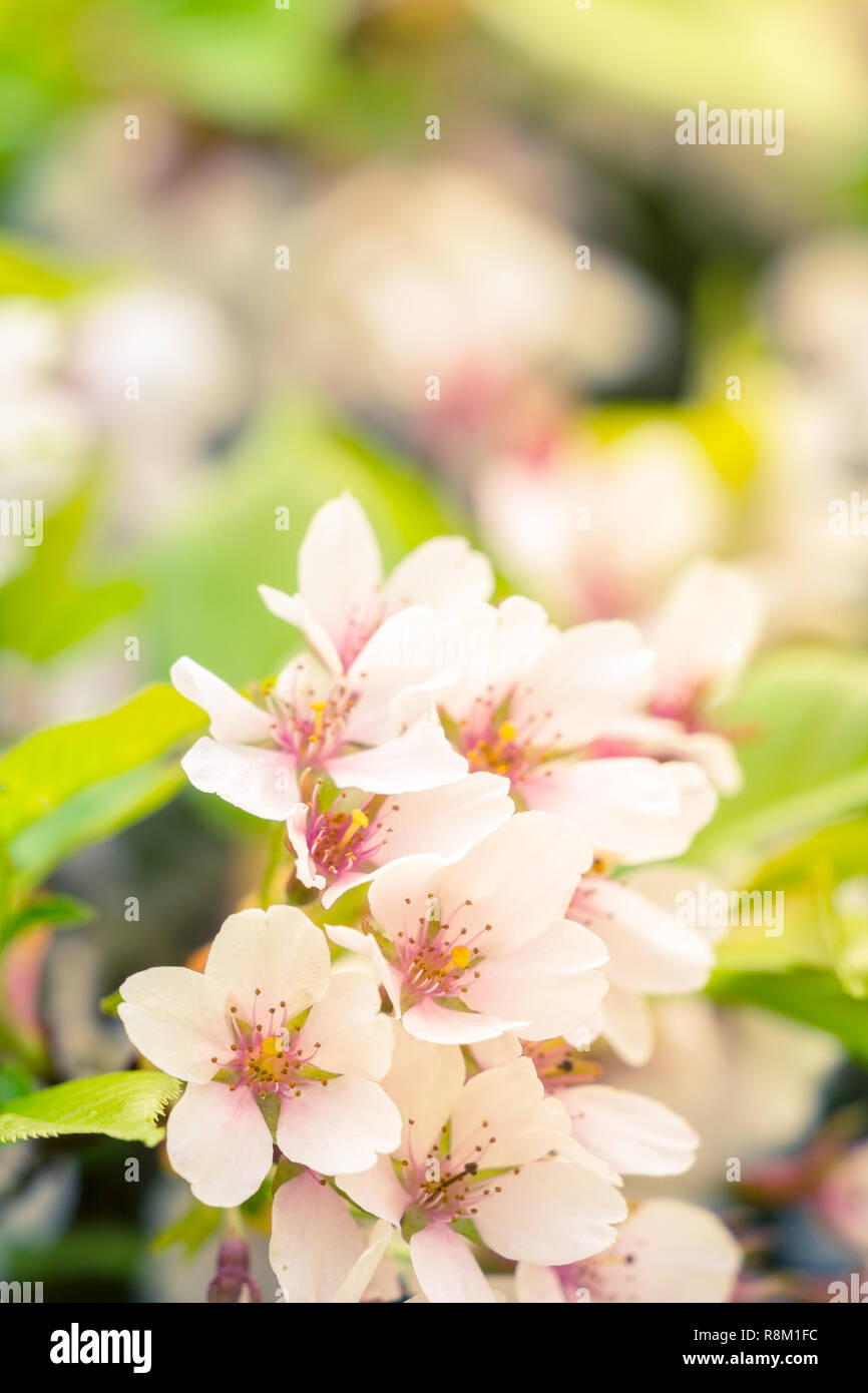 Traditional japanese cherry blossoms close up view hi-res stock ...