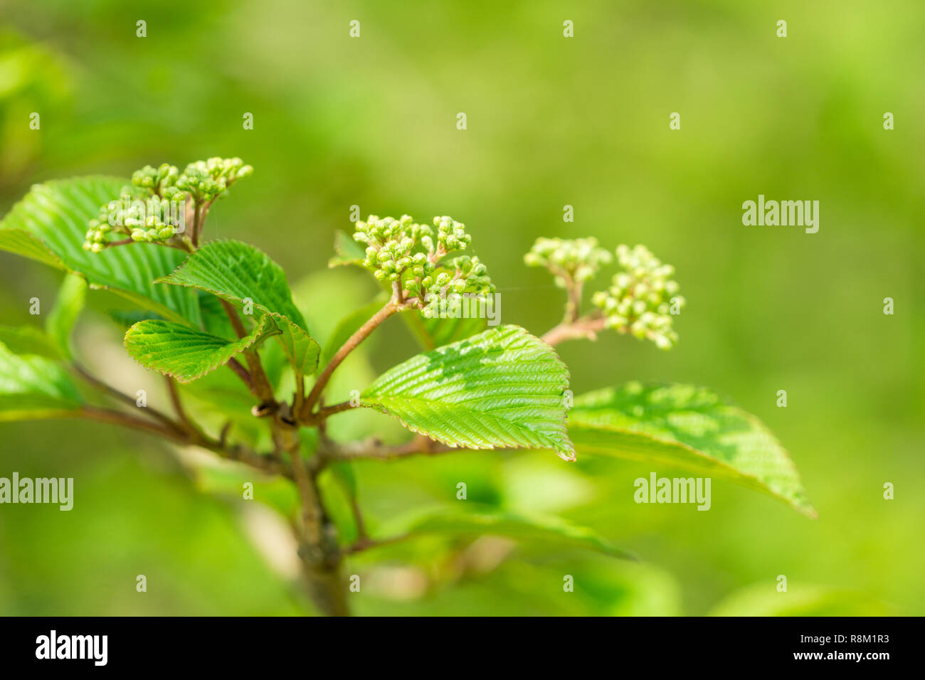 Closeup of a flowering Viburnum lentago Tree (Viburnum lentago Stock