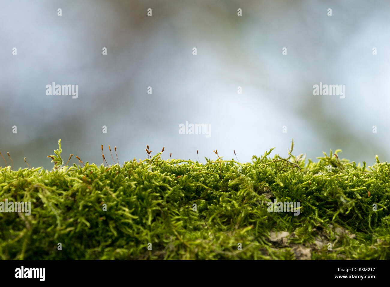 Close-up of a green Moss on a Tree. Stock Photo