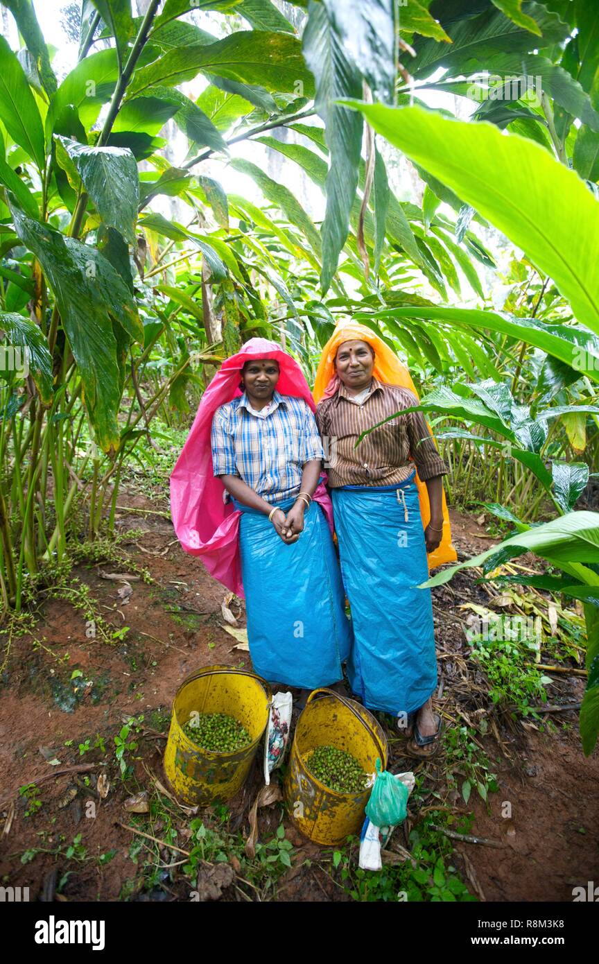 India, Kerala state, Thekkady, spices garden, cardamom picker Stock