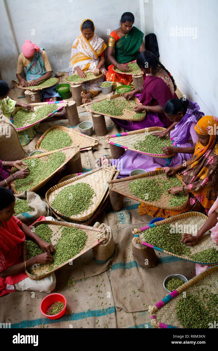 India, Kerala state, Thekkady, spices garden, drying and sorting of