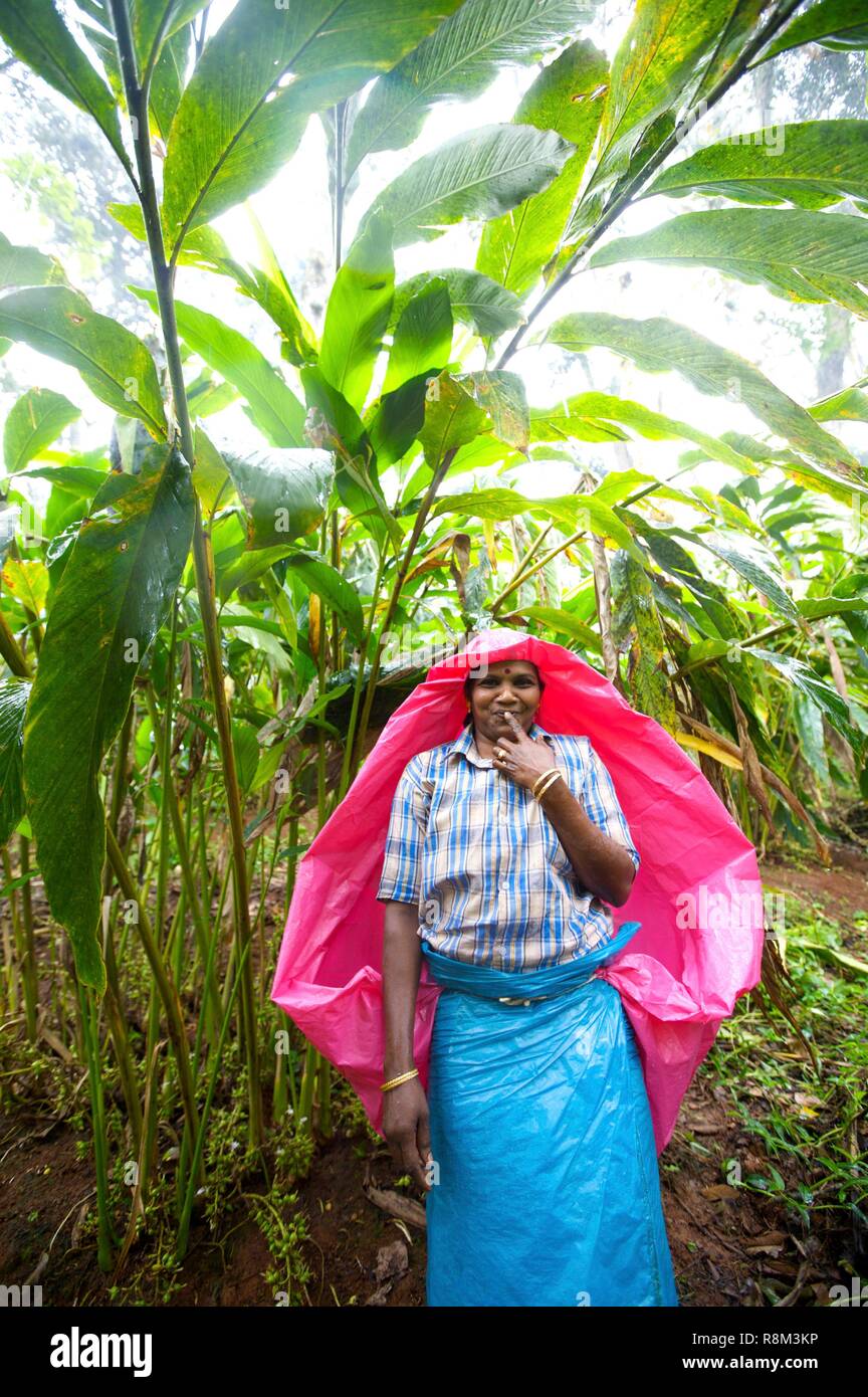 India, Kerala state, Thekkady, spices garden, cardamom picker Stock