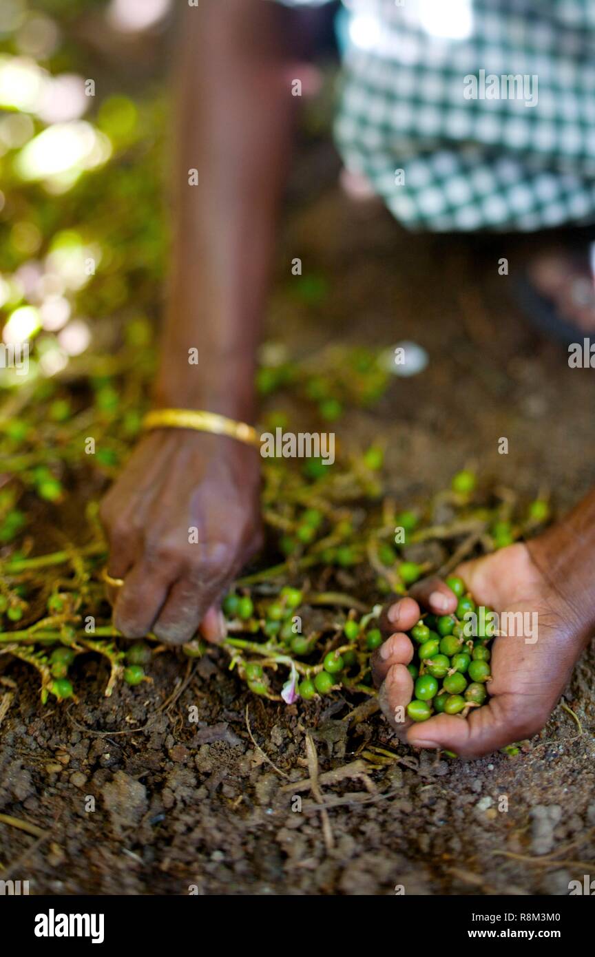 Seeds kerala hires stock photography and images Alamy