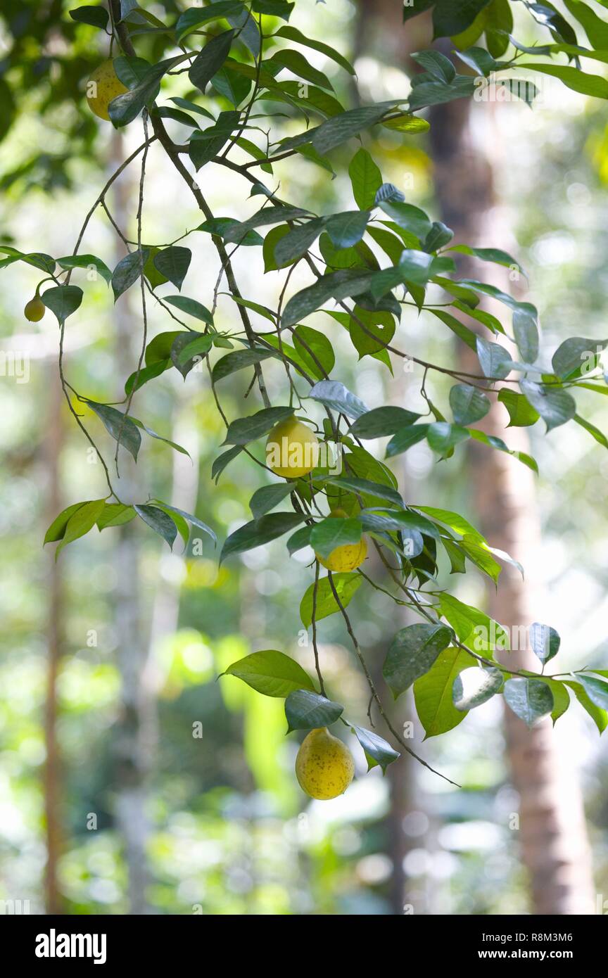 Thekkady spice garden kerala hires stock photography and images Alamy