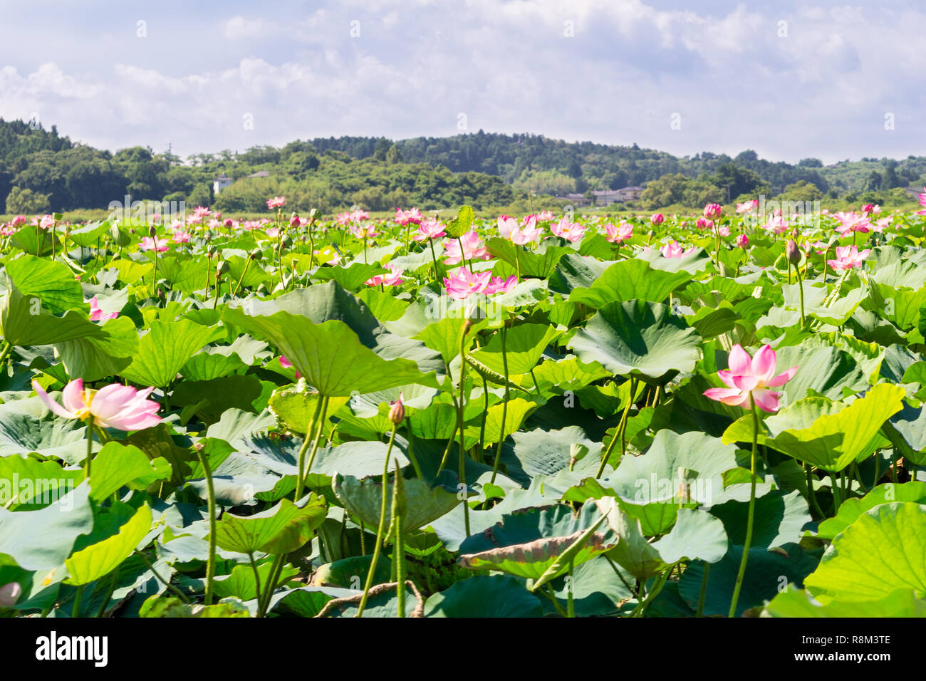View of the beautiful flowering Pink Lotus Flowers in the Lake Uchinuma