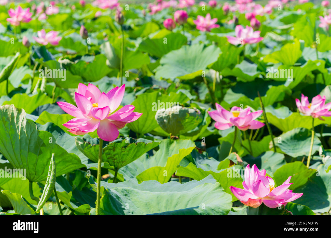 View of the beautiful flowering Pink Lotus Flowers in the Lake Uchinuma