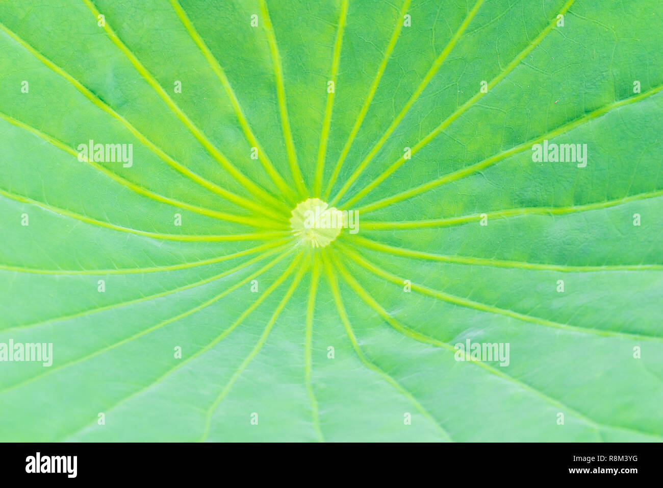 Close-up of a big lotus leaf with many fan-like lines. Close-up of a big natural Lotus Leaf with yellow Lines. Organic Plant Background Texture. Stock Photo