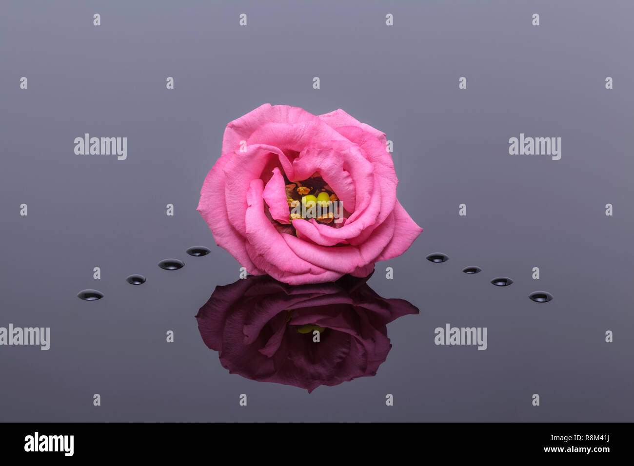 One flower head and waterdrops mirrored in background Stock Photo